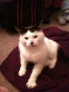 Cat found - Dublin