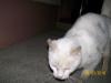 Cat found - Leitrim