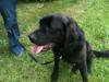 Dog found - Limerick