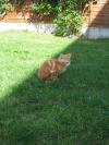 Cat found - Galway