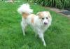 Dog found - Wicklow