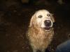 Dog found - Cork