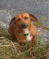 Dog found - Cork