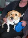 Dog found - Galway