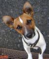 Dog found - Dublin