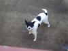 Dog found - Galway
