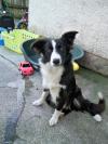 Dog found - Derry