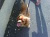 Dog found - Cork
