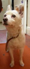 Dog found - Dublin