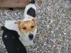 Dog found - Meath