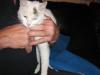 Cat found - Kildare