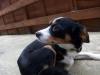 Dog found - Dublin
