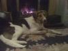 Dog found - Kildare