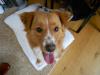 Dog found - Wicklow