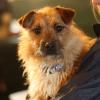 Dog found - Kildare