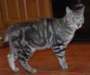 Cat found - Wexford