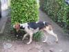 Dog found - Cork