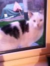 Cat found - Wicklow