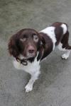Dog found - Cavan