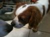 Dog found - Wexford