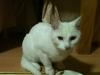 Cat found - Roscommon