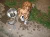 Dog found - Limerick