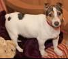 Dog found - Kilkenny