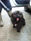Dog found - Meath