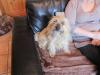 Dog found - Meath
