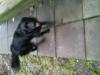 Dog found - Dublin