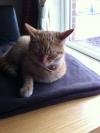 Cat found - Dublin