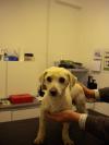 Dog found - Meath