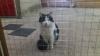 Cat found - Dublin