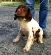 Dog found - Kerry