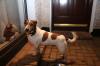 Dog found - Dublin