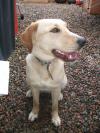 Dog found - Cork