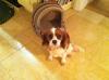 Dog found - Wicklow