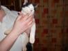 Cat found - Mayo
