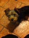 Dog found - Westmeath