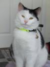Cat found - Roscommon