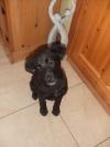 Dog found - Roscommon