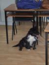 Dog found - Wicklow
