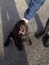 Dog found - Sligo