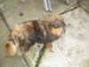 Dog found - Galway
