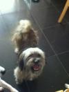 Dog found - Cork