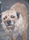 Dog found - Cork