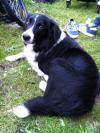 Dog found - Dublin