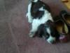 Dog found - Kildare