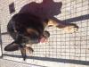 Dog found - Laois