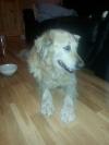 Dog found - Westmeath
